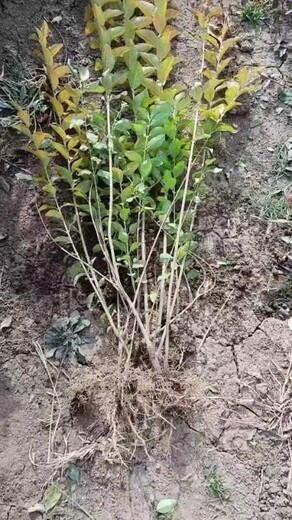 金葉女貞批發(fā)金葉女貞苗子規(guī)格