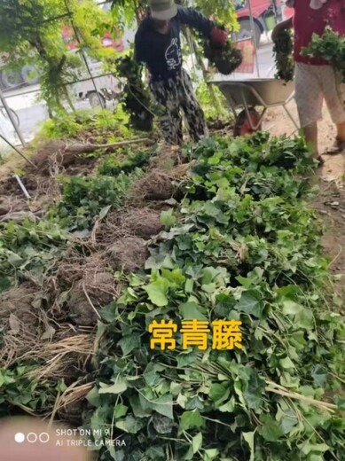 常青藤苗子批發(fā)常青藤規格