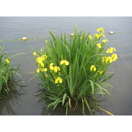 黃菖蒲黃花鳶尾種子苗子供應(yīng)