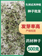 黃芩