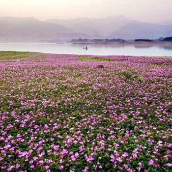 红花草草籽籽来电咨询