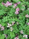 紅花草草籽發(fā)芽率強(qiáng)
