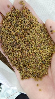 紫云英草籽畝用量
