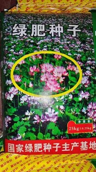 紫云英草籽畝用量