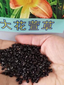 大花萱草的用途萱草苗子根茎批发