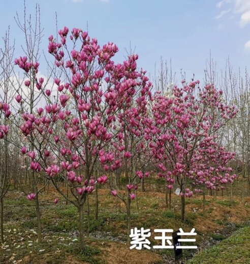 紫玉蘭樹(shù)適合哪些種植