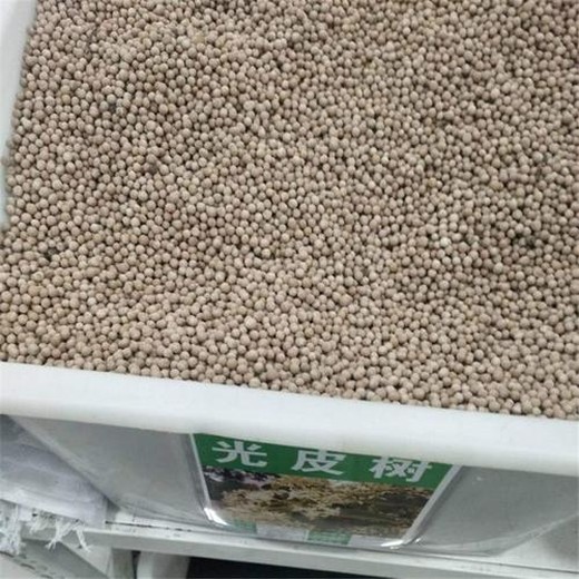 光皮樹種子種植過程