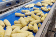 花糯玉米生产线明贵黏玉米成套设备鲜食玉米加工设备厂家供应