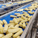 花糯玉米生產線明貴黏玉米成套設備鮮食玉米加工設備廠家供應