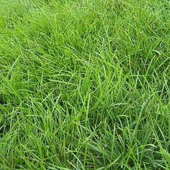 長沙市“草籽、草種、野花、灌木”