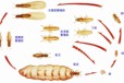 番禺区白蚁防治中心电话番禺上门灭白蚁