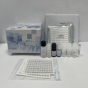大鼠血管緊張素轉化酶2(ACE2)ELISA試劑盒的實(shí)驗使用說(shuō)明書(shū)