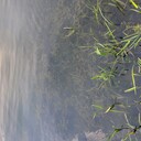 宿遷湖泊河道微生物水質(zhì)調(diào)控型環(huán)境修復(fù)劑銷售