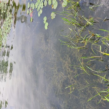 无锡水环境治理工程生物治理技术水环境修复剂