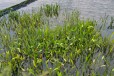河南河湖湿地生态治理工程微生物底质改良剂