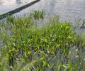 河南河湖湿地生态治理工程微生物底质改良剂