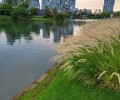 北京河湖湿地微生物固化型底泥改良修复剂销售