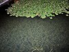 廣東微生物水環境修復技術水生植物光合復合菌