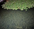云南城市农村黑臭水体治理底泥生物固化技术材料