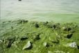 唐山河湖鱼塘绿藻水体快速净化复合矿物絮凝剂