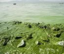 山东河湖黑臭水体治理微生物环境修复技术EM菌图片