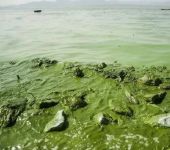 湖北河湖鱼塘黑臭绿藻水体秒速净化中性无机矿物絮凝剂