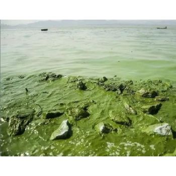 盐城黑臭绿藻水体快速净化中性无机物化凝集复合剂