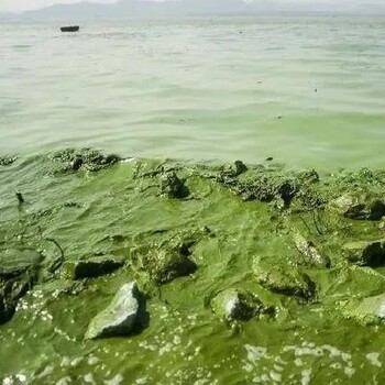 四川黑臭綠藻水體快速凈化復(fù)合微生物絮凝劑銷售