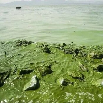 重庆黑臭绿藻湖泊水质改良微生物环境修复剂