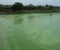开封河湖绿藻黑臭水体快速净化中性无机凝集复合剂
