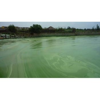 十堰黑臭绿藻水体快速净化中性无机微生物凝集剂
