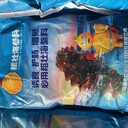 粗壯海參料/益炮紅