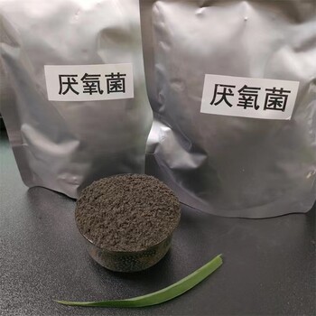 新余鱼塘养鱼用微生物菌种调节水质指标厌氧细菌厂家批发