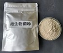 乐山畜牧养殖污水处理菌种好氧池厌氧池用硝化菌工艺流程图片