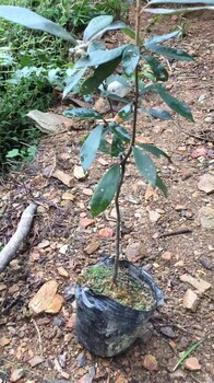 當年赤皮青岡小苗50cm高杯苗1米高赤皮青岡杯苗基地供應