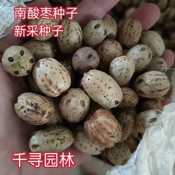 五眼果種子南酸棗種子鼻涕果五眼果樹種籽貨郎果四眼果山棗樹種子