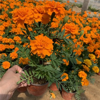 孔雀草杯苗時令草花孔雀草青州花卉基地假期組擺花卉