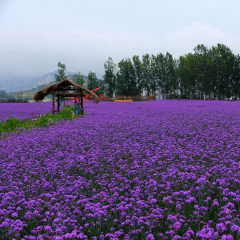 馬鞭草杯苗紫色花海花苗公園景區綠化用苗馬鞭草種植基地