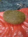 嘉峪關(guān)哪里私人收購羊?qū)?私下收購古董電話