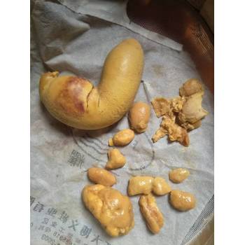 全國(guó)私下收購(gòu)豬寶豬砂—克拉瑪依免費(fèi)鑒定收購(gòu)藥材電話
