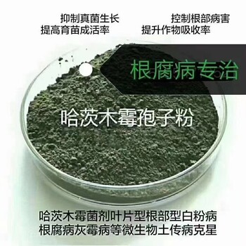 廠家供貨哈茨木霉的好處知道多少