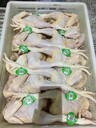 雞腳環(huán)生產(chǎn)廠家溯源二維碼追溯系統(tǒng)軟件吊牌