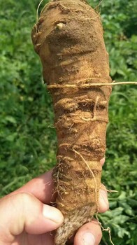 川白芷種植收購白芷種子白芷種植技術(shù)