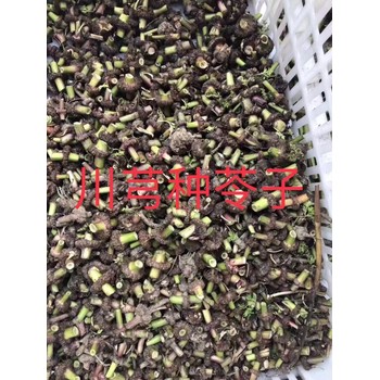 四川道地藥材收購(gòu)川芎種苗供應(yīng)川芎種植技術(shù)咨詢川芎種植收購(gòu)