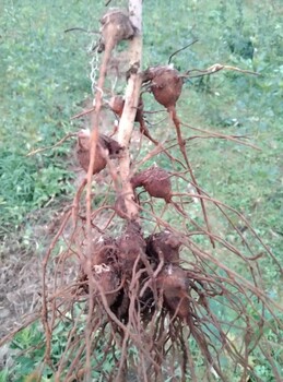 川附子种植川附子种苗供应附子种植技术咨询