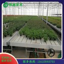 航迪潮汐式移動苗床用途價格溫室潮汐移動灌溉苗床