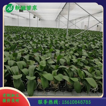 潮汐式苗床灌溉在現(xiàn)代化設(shè)施農(nóng)業(yè)中的新應(yīng)用