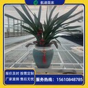 黃瓜育苗床網(wǎng)格式簡易栽培床移動苗床生產(chǎn)廠家