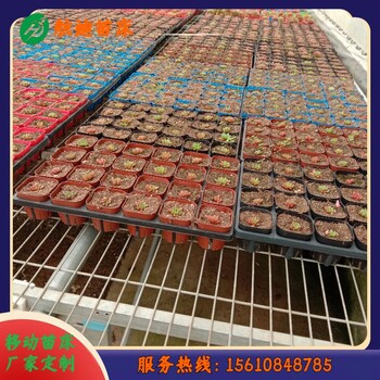 花卉苗床廠家定制移動苗床加工廠家