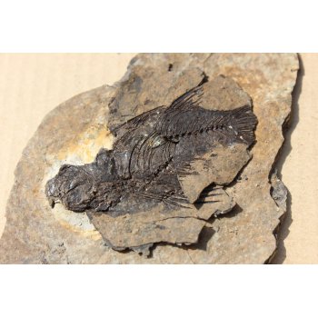 海南哪里植物化石鉴定收购商电话—古玩古董交易方式